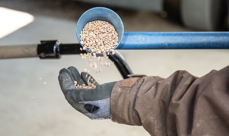 Lentil Product Sample being taken