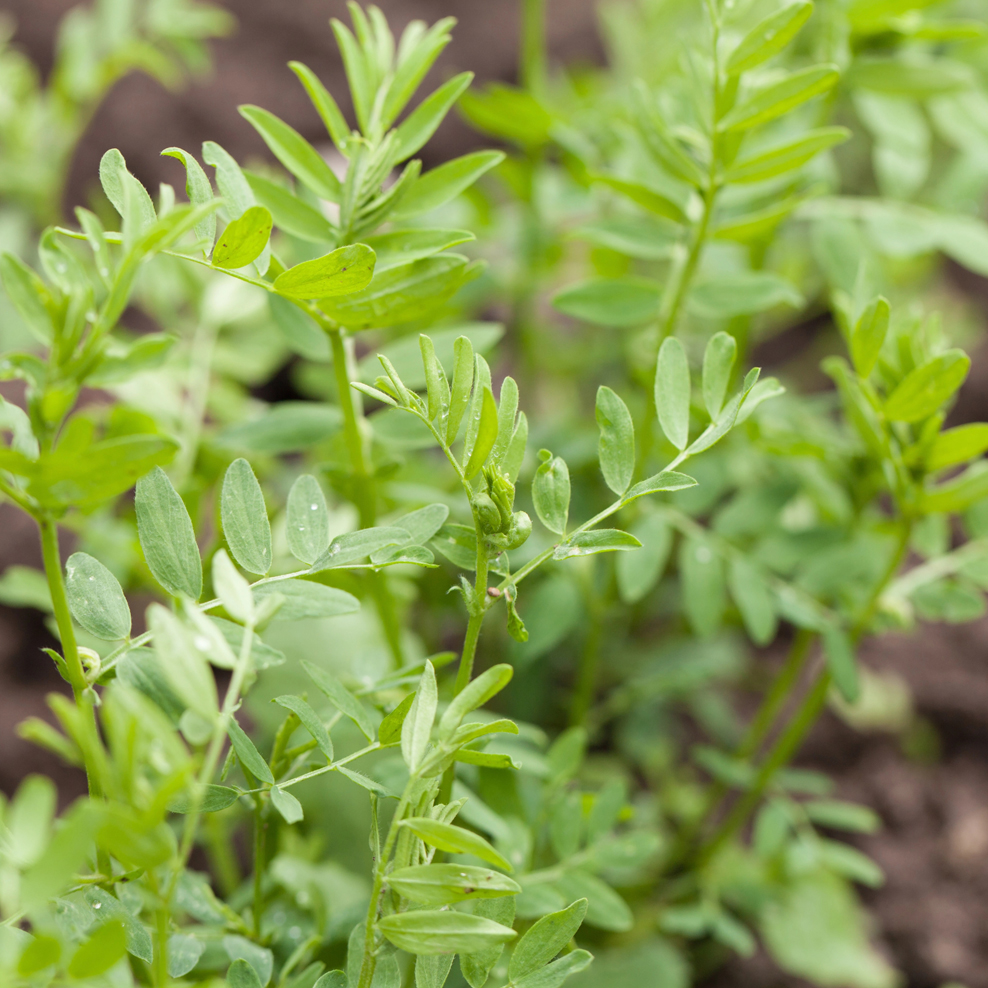 Image of Rail Cars on Rail Line at Simpson Seeds
